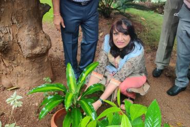 Tree Planation 3